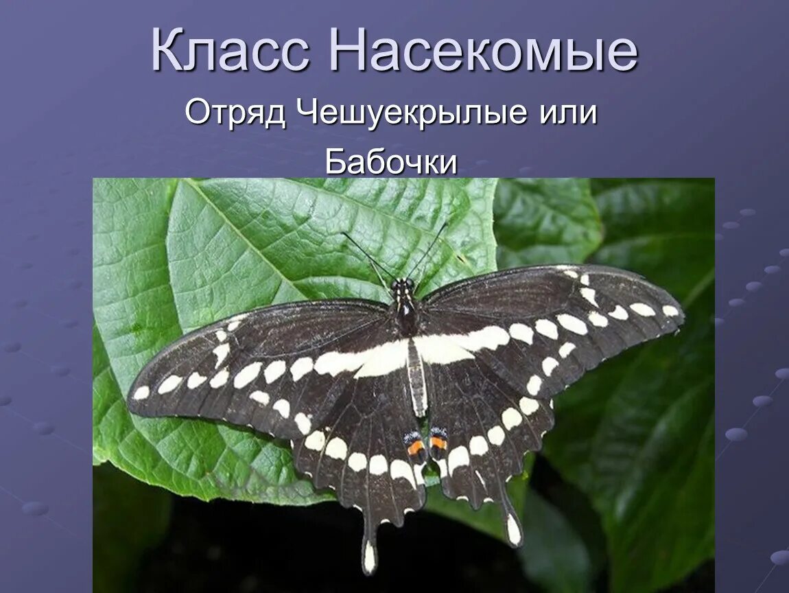 Класс чешуекрылые бабочки. Отряды насекомых чешуекрылые. отряд бабочки или чешуекрылые. чешуекрылые насекомые представители. бабочки чешуекрылые дневные и ночные.