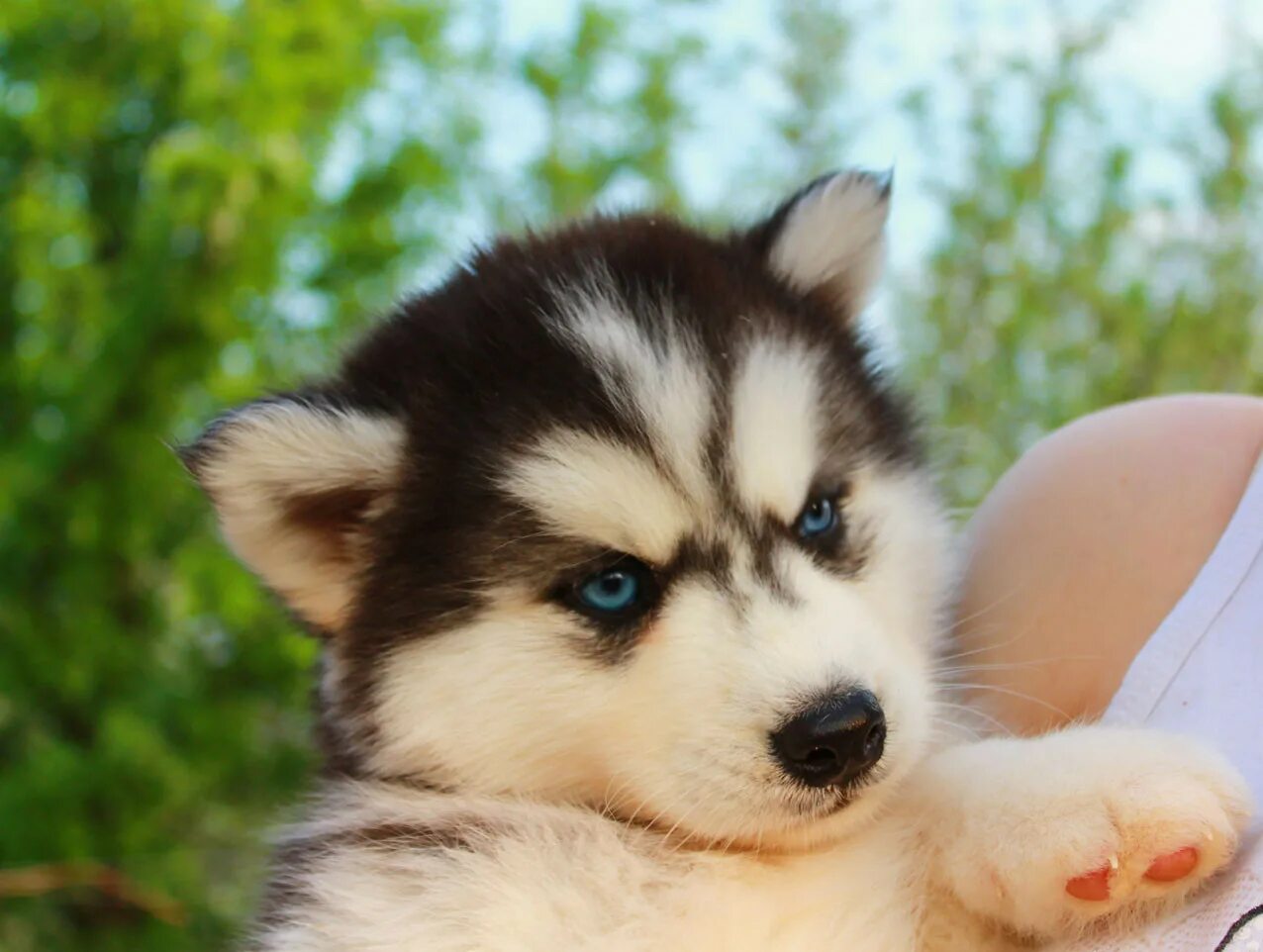 маленький щенок хаски. кутята хаски маленькие. сибирский хаски маленький. маленькая хаски. маленький щенок хаски.