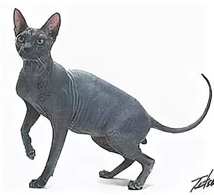 Рассмотрите фотографию кошки породы петерболд. Сфинкс (порода кошек). Лысая кошка порода. Петерболд в образе египетской Богини. Сфинкс Петерболд иллюстрация.