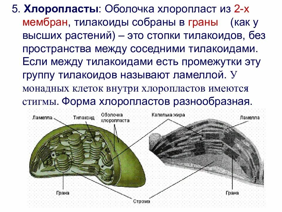 Хлоропласты у водорослей. Внутренняя мембрана тилакоида хлоропласта. Тилакоиды мембраны. Тилакоиды Гран. Тилакоиды собраны в граны.