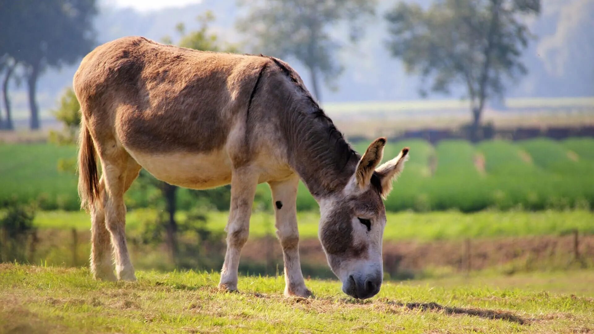 Donkey Lelkendorf Gray - Free photo on Pixabay Donkey images, Weird animals, Ani