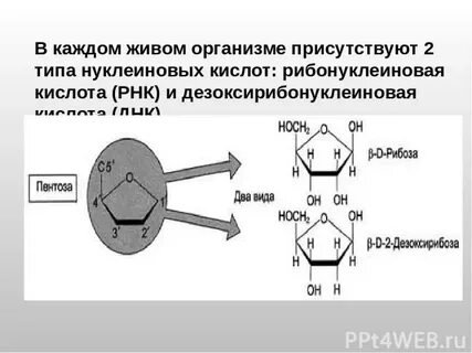 Входит в состав белков и нуклеиновых кислот