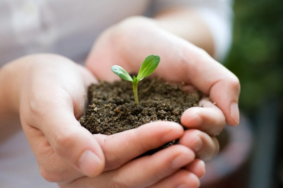 Заботящаяся почва. Земля с растением в руках. Растение в руках. Росток. Росток в почве.