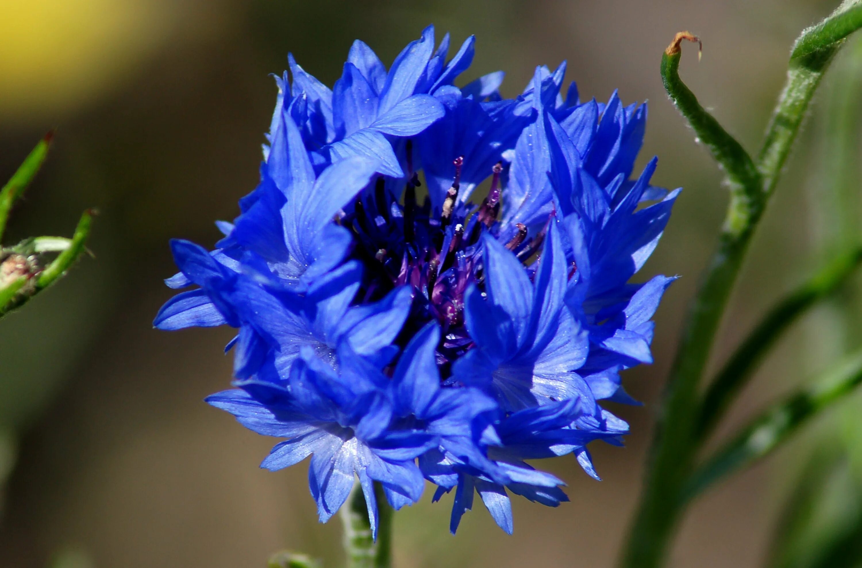 Синий василек предложение. Василек горный (Centaurea Montana). Василек синий Centaurea cyanus l.. Василек Блу медальон. Василёк синий «rosea».