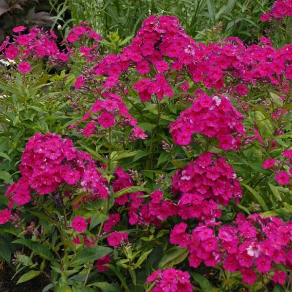 флокс метельчатый рейвинг бьюти. флокс метельчатый тенор. флокс метельчатый красный. флокс метельчатый 'tenor'. флокс метельчатый тенор.