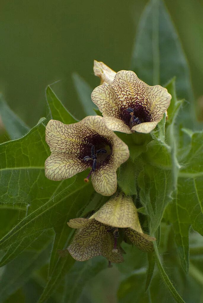 Белена чёрная. Белена пасленовые. Белена черная ядовитое растение. Про растение белена. Про растение белена.