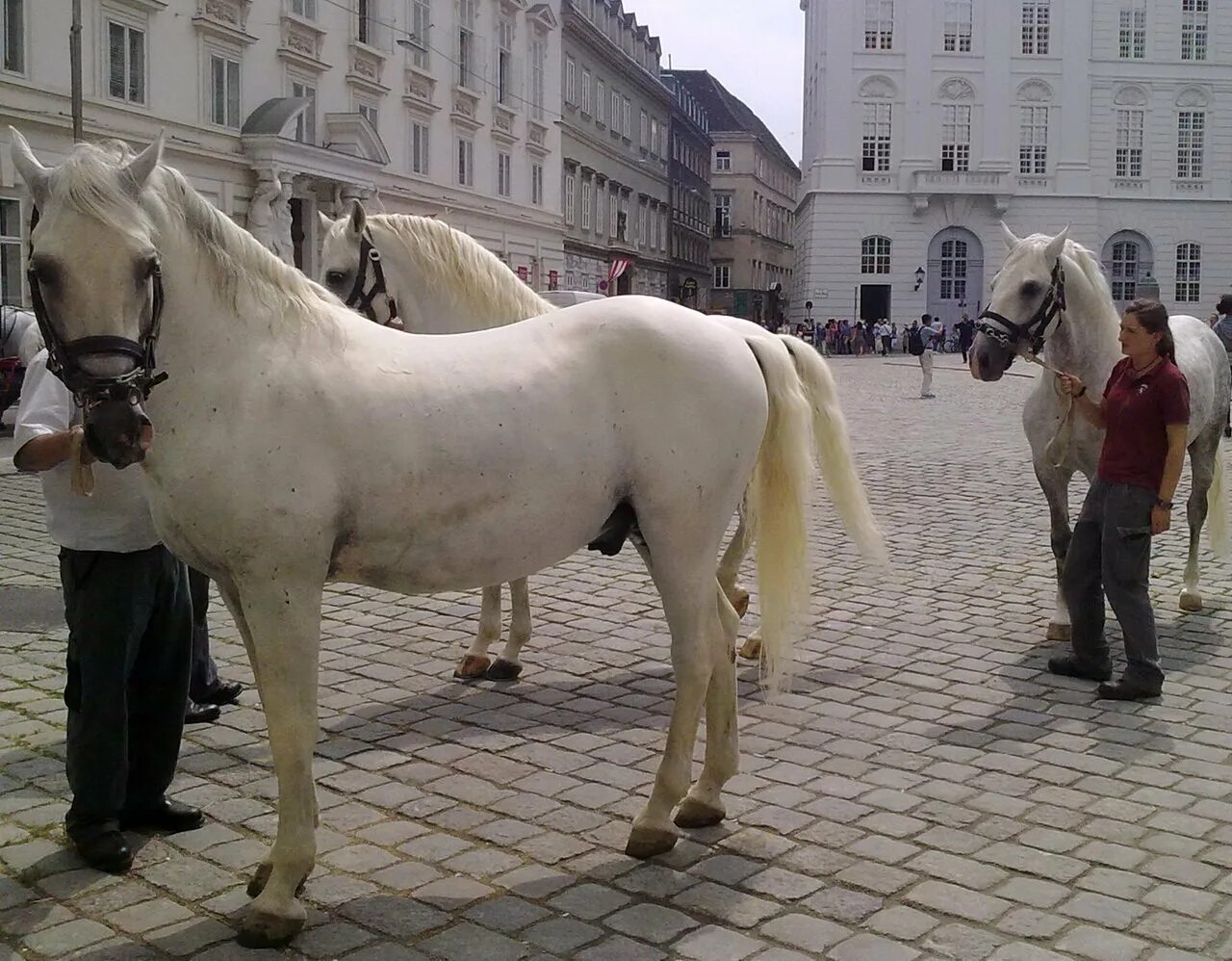 Липицианская лошадь. Липициа́нская порода лошадей. Липицианские лошади Вена. Липпицианская порода лошадей. Липицанеры порода лошадей.