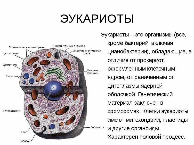 Эукариоты. Эукритта. Эукариоты организмы. Эукариоты это в биологии. Эукариоты наследственная информация