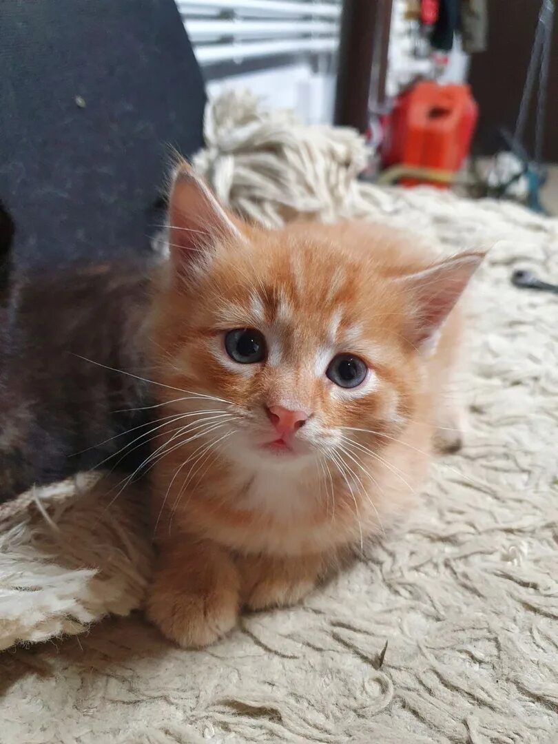 Рыжего котенка в добрые руки рыжего маленького котенка. Рыжие котята в добрые. Рыжий котенок с белой грудкой. Рыжий кот отдам. Рыжий пушистый котенок.