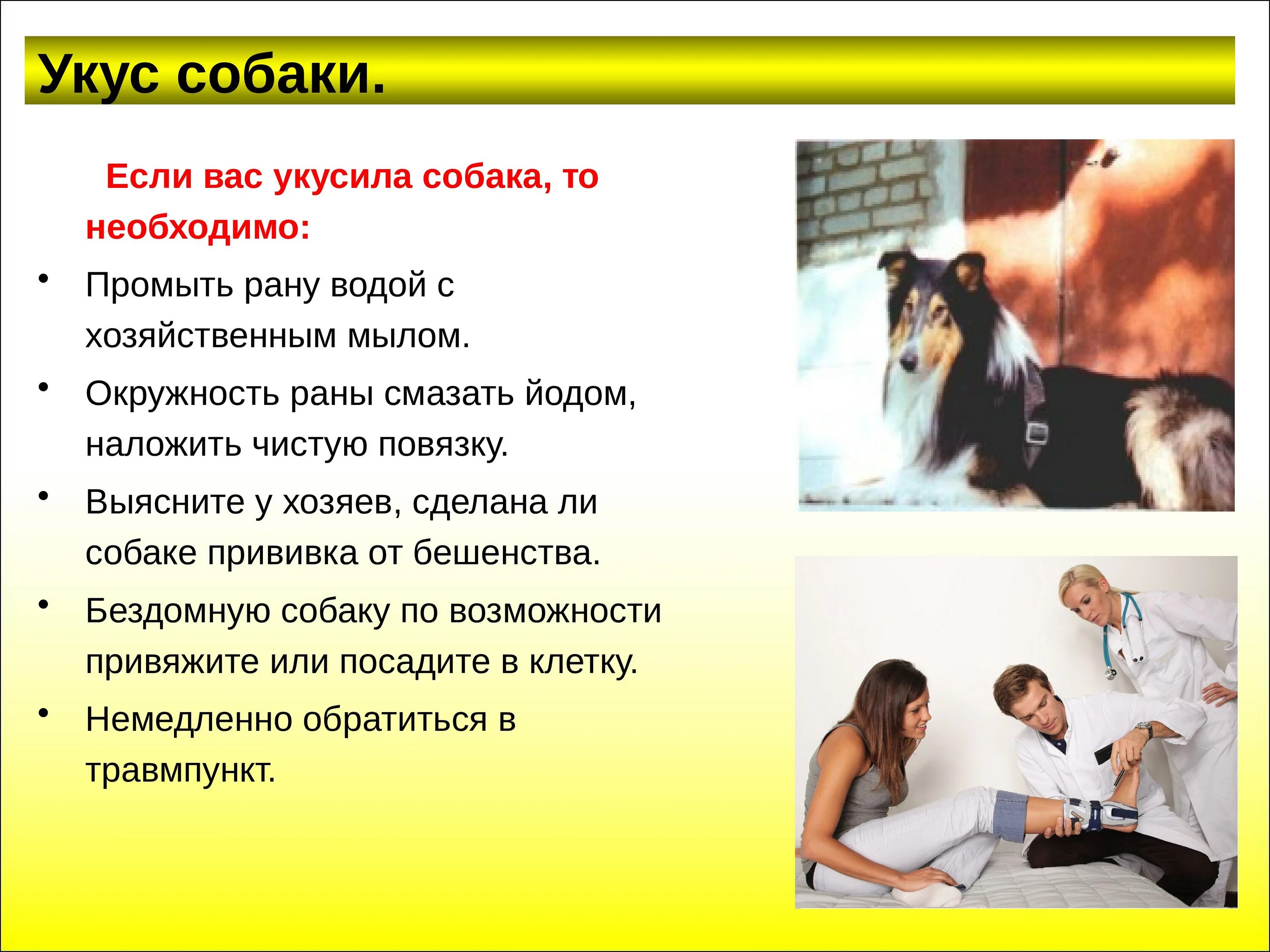 Помощь при укусе собаки. Оказание первой помощи при укусе собаки.