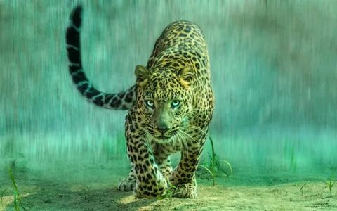 Красивые животные живые