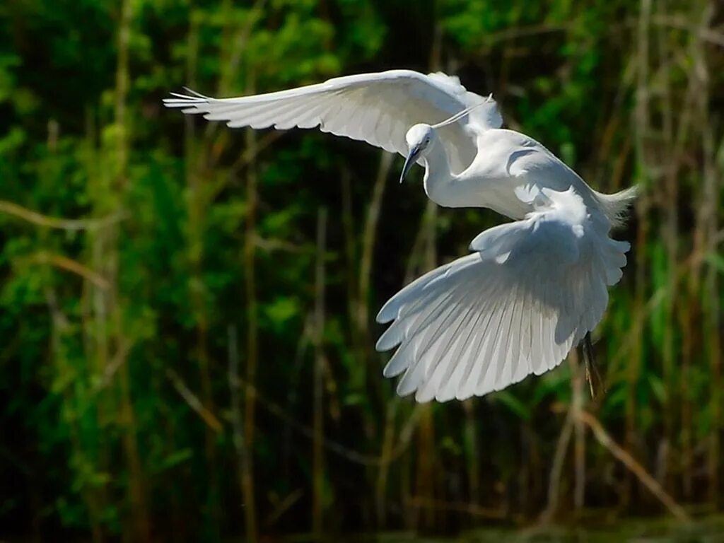 Огромные белые птицы. Белая цапля в полете. Птица в полете. Крылья Цапли. Крыло птицы.