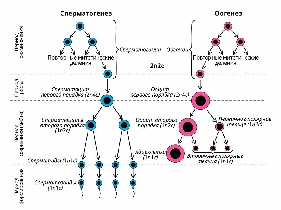 Набор хромосом и днк клетки 2n2c. Этапы сперматогенеза схема. Стадии сперматогенеза схема. Ооциты первого порядка набор генетического материала. Схема сперматогенеза и оогенеза у млекопитающих.