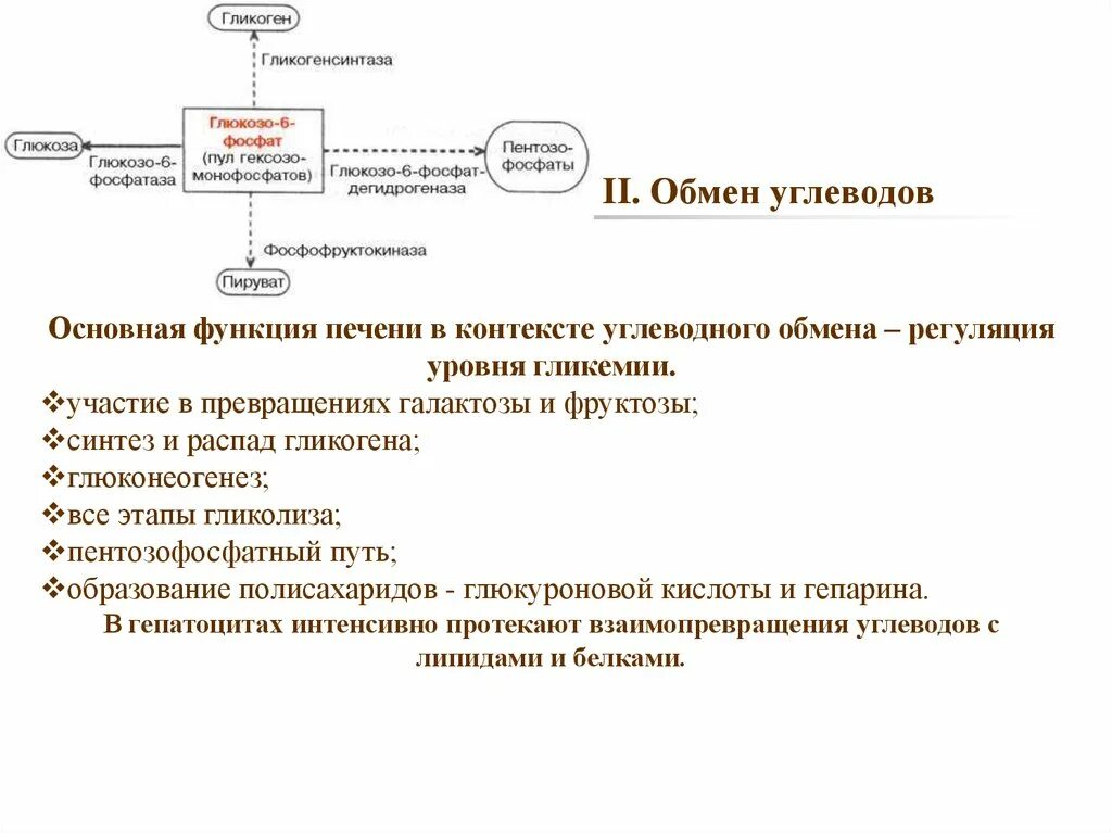 Роль печени в обмене. Роль печени в обмене углеводов. Схема регуляции уровня гликемии. Роль печени в обмене углеводов биохимия. Регуляция углеводного обмена в печени.