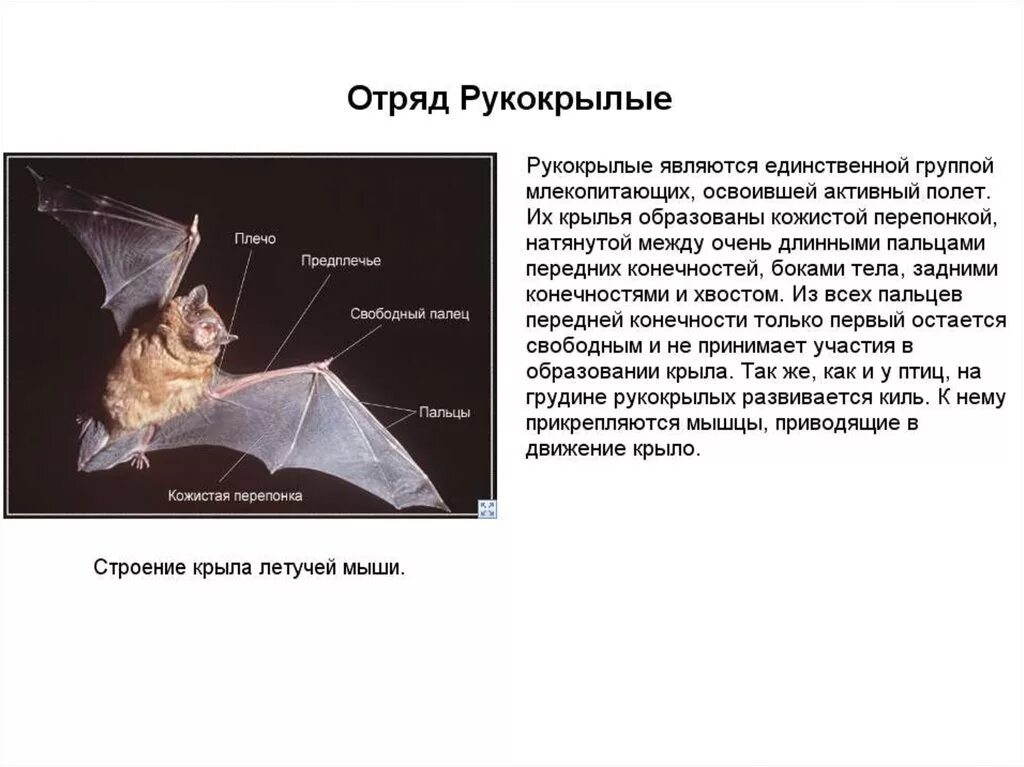 Текст летучая мышь 7 класс. Строение крыла рукокрылых. Отряд рукокрылые внутреннее строение. Строение скелета летучей мыши. Рукокрылые характеристика строение.