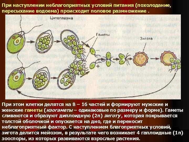 В половом размножении принимают участие. Размножение водорослей схема. Половое размножение клетки. Образование гамет половое размножение. Половые клетки участвующие в размножении.