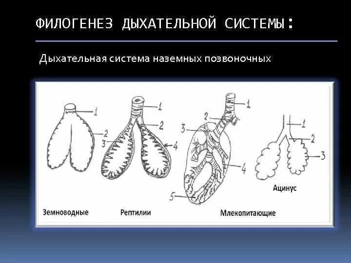 Ячеистые легкие особенности