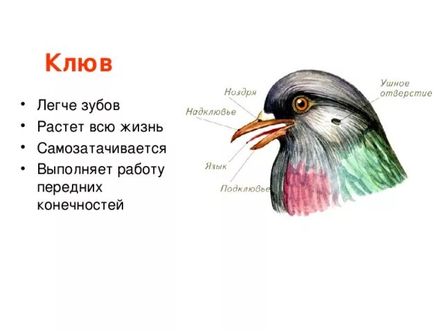 Типы клювов у птиц. Строение клюва насекомоядных птиц. Форма клюва у насекомоядных птиц. Различные клювы у птиц. Строение птичьего клюва.