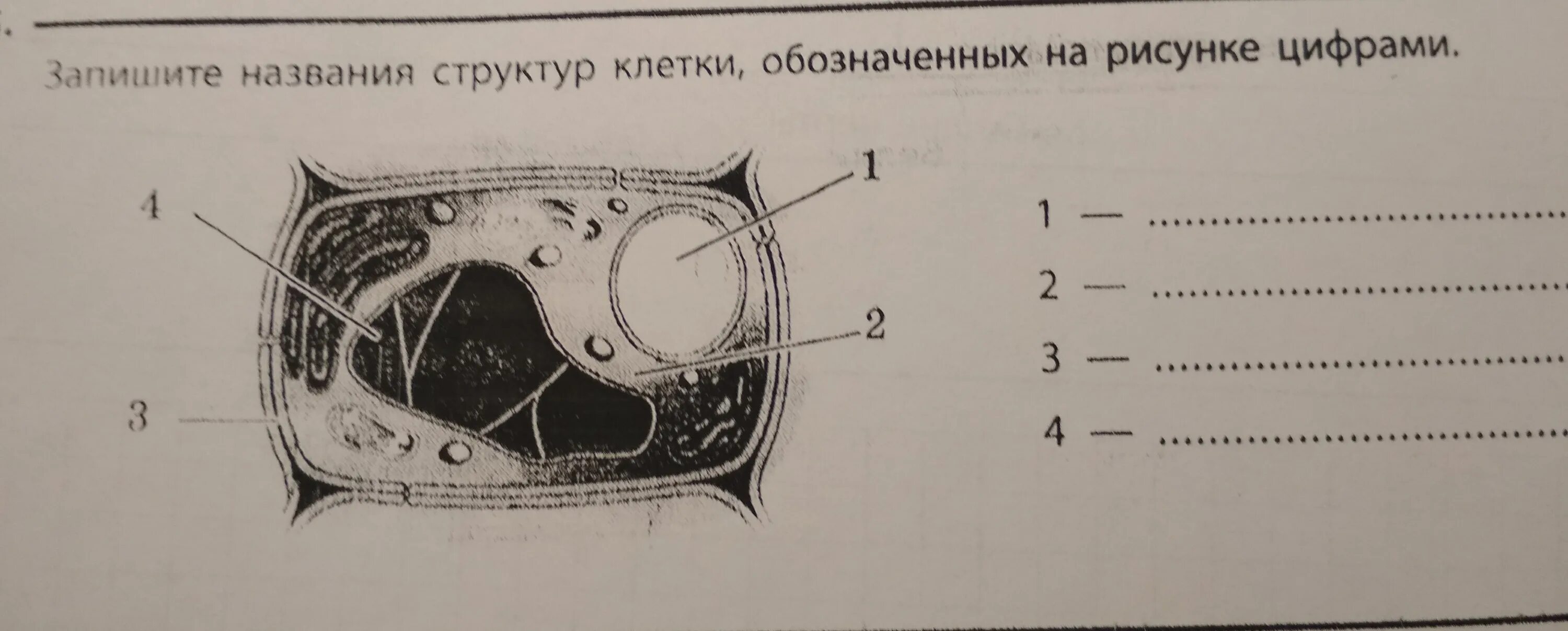 Что на рисунке клетки обозначено цифрами. Назовите структуры клетки обозначенные на рисунке цифрами. Назовите клетку, обозначенную цифрой 11. Клетка обозначенная на рисунке подробно.