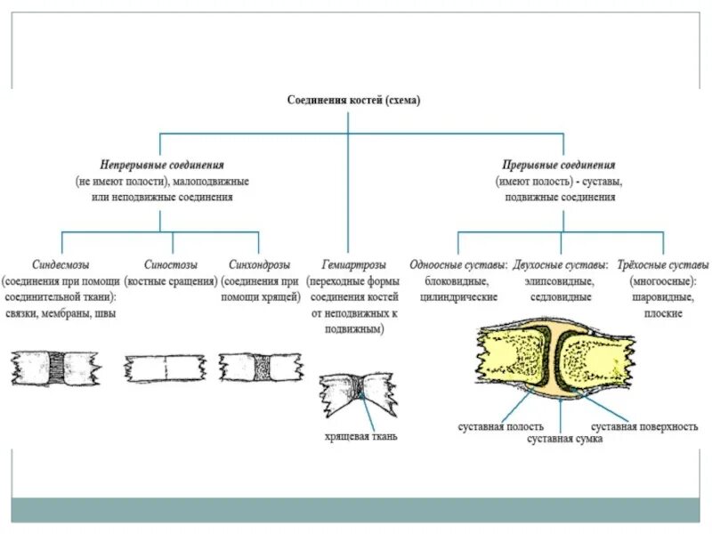 Сустав 2 соединение костей. Классификация соединений костей скелета. Классификация соединений костей анатомия. Полуподвижное соединение костей. Классификация видов соединения костей.