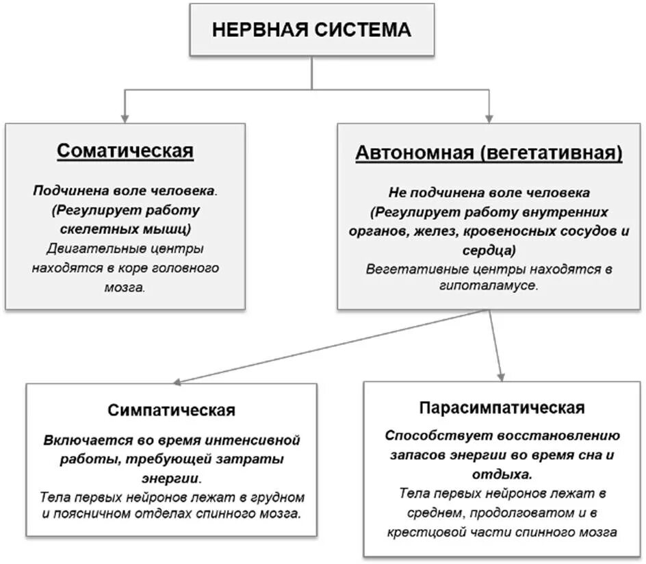 Виды нервной системы 8 класс. Строение и функции нервной системы таблица. Отделы нервной системы человека таблица. Функции отделов нервной системы человека таблица. Основные функции отделов нервной системы.