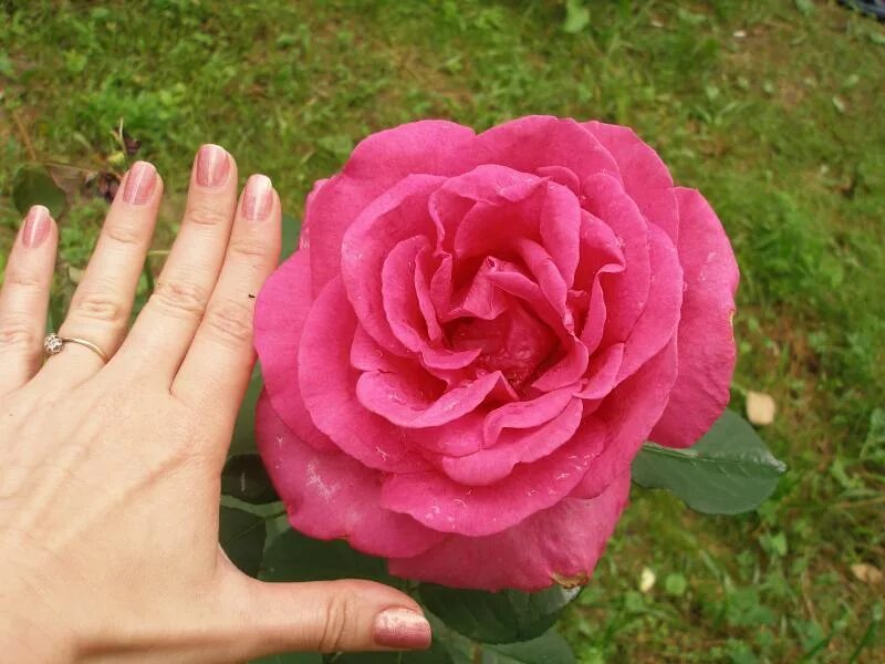 Роза пароле фото и описание отзывы Саженец Роза Пароль / Ванда Феррагамо (Rosa Parole / Wanda Ferragamo) купить в М