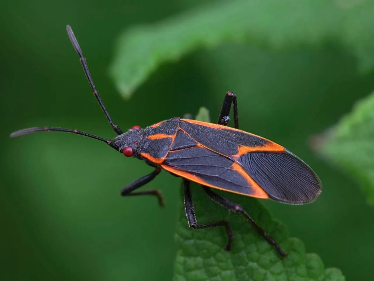 Bug bars. Клоп садовый фото. bug. bug&#039;uchilk. bug&#039;u rasmi.