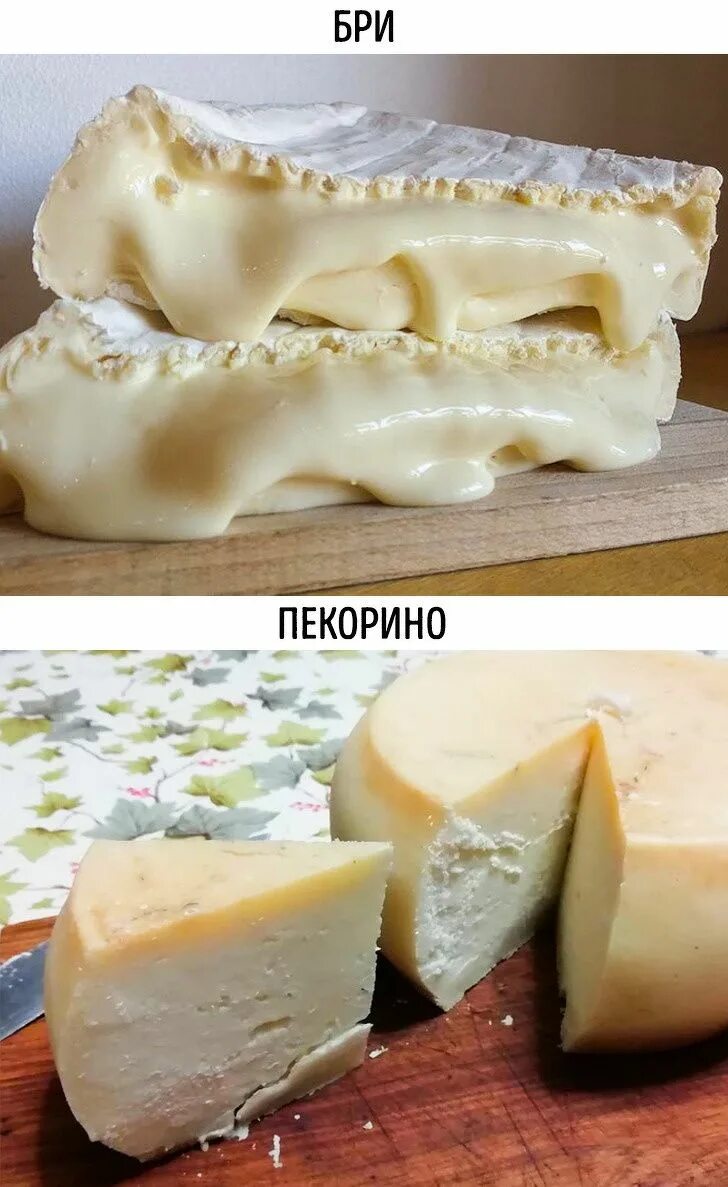 Чем отличается сыр с плесенью. Сыр. мягкий сыр. сыр с плесенью. виды сыра.