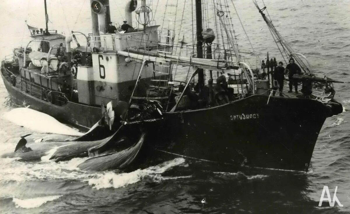 Китобойная база алеут. Китобойная флотилия. Юрий долгорукий китобойная база. Китобойный корабль ссср. Китобойная флотилия.