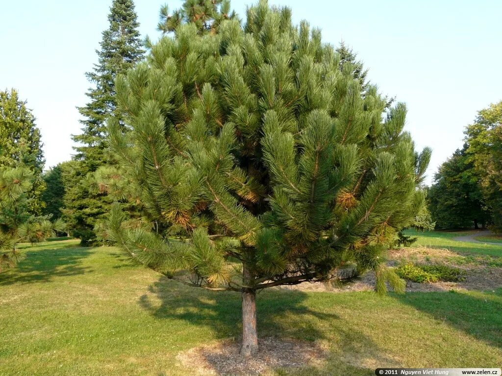 пышные сосна