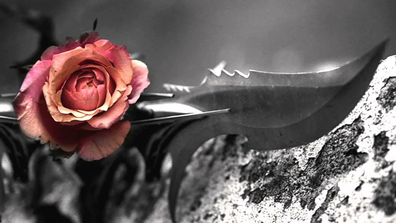 Умирающие розы песня. Цветок и нож. Нож Розочка.