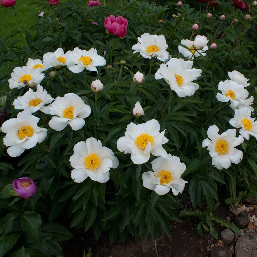 Peonia lactiflora 'White Wings' Arcadia garden, White plants, Garden design