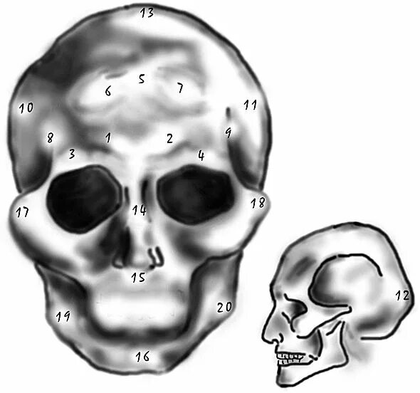 Развитый подбородочный выступ череп. Выступы на черепе. Выступы черепа надбровье. Высотный Выступ черепа. Надбровные дуги череп рисунок.