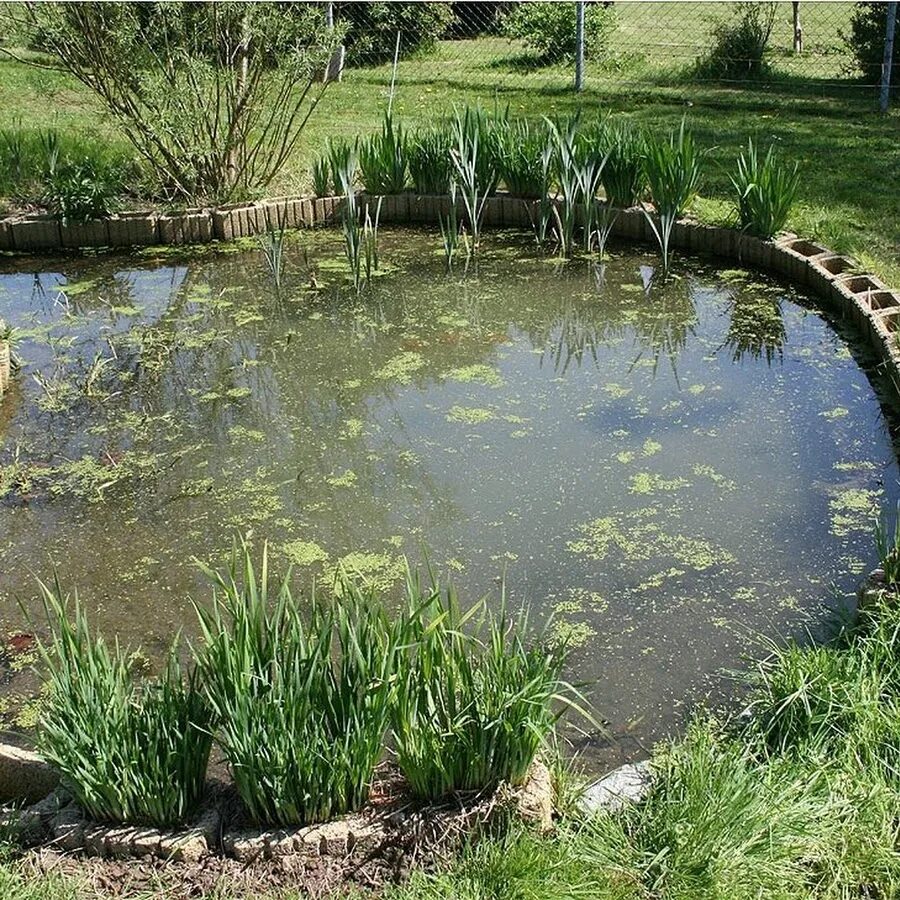 Садовые пруды ТСХА. Биоплато для пруда. Пруд на дачном участке. Искусственный пруд. Сохранение водоема