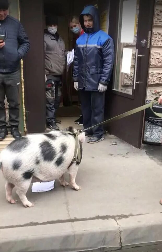 Кафе со свинками в питере