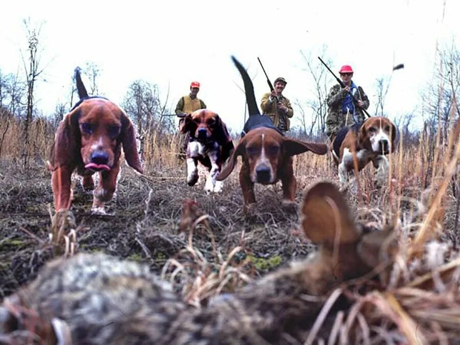 Африканский воин. Hunt around. Hunt around. Животные притравочная станция. Фокс хантинг.