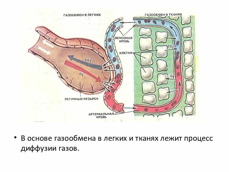Процесс газообмена у человека происходит в. Схема газообмена в легких и тканях схема. процесс газообмена в легких и тканях схема. схема процесса газообмена в тканях. схема диффузии газов в легких.