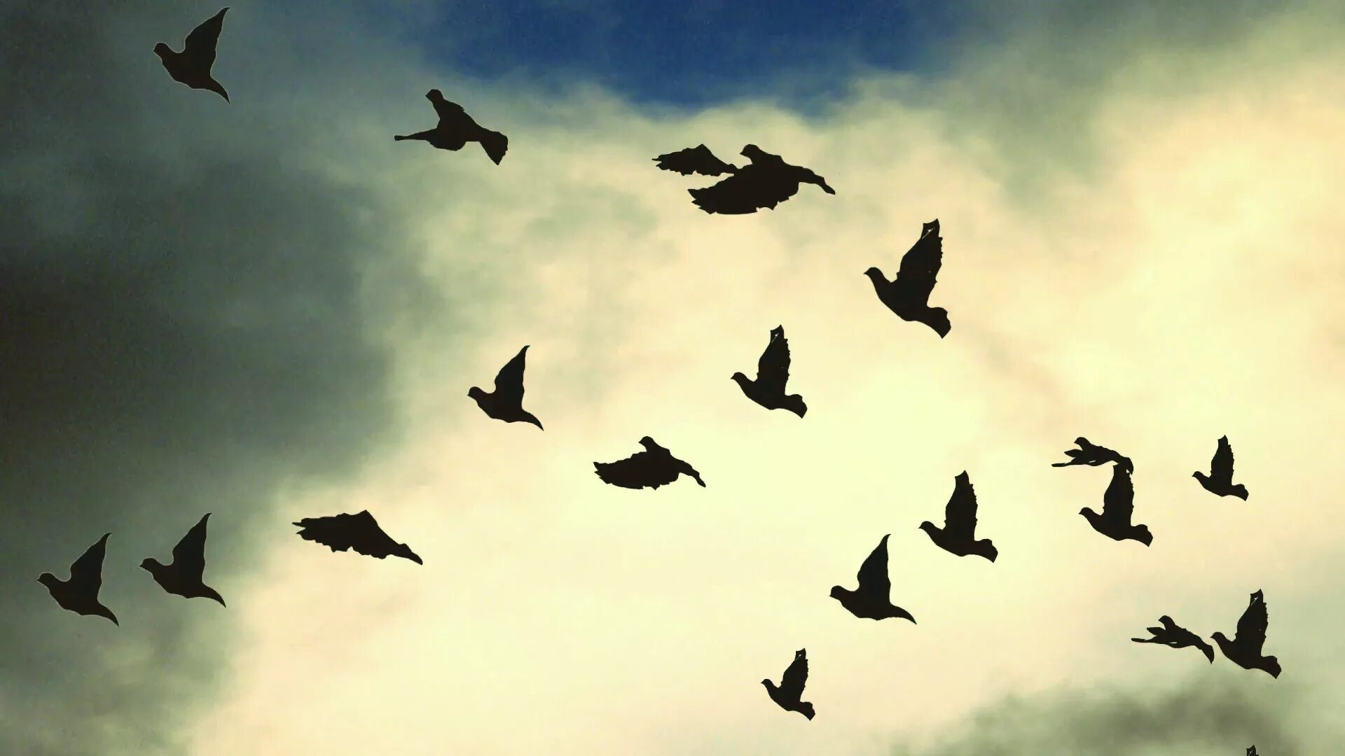 Мало летающие птицы. Птицы улетают. Птица летит. Птица летит вверх. Летящие птички.