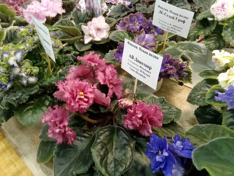 Выставки фиалок в питере. Выставка фиалок в спб. Выставка фиалок в кировском универмаге. Выставка фиалок в спб 2022 в кировском универмаге. Фиалки вднх.