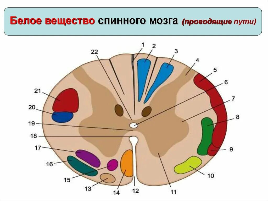 Проходящие пути спинного мозга. Проводящие пути белого вещества спинного мозга. Приводящие пути спинного мозга. Схема проводящих путей спинного мозга. Белое вещество мозга проводящие пути.