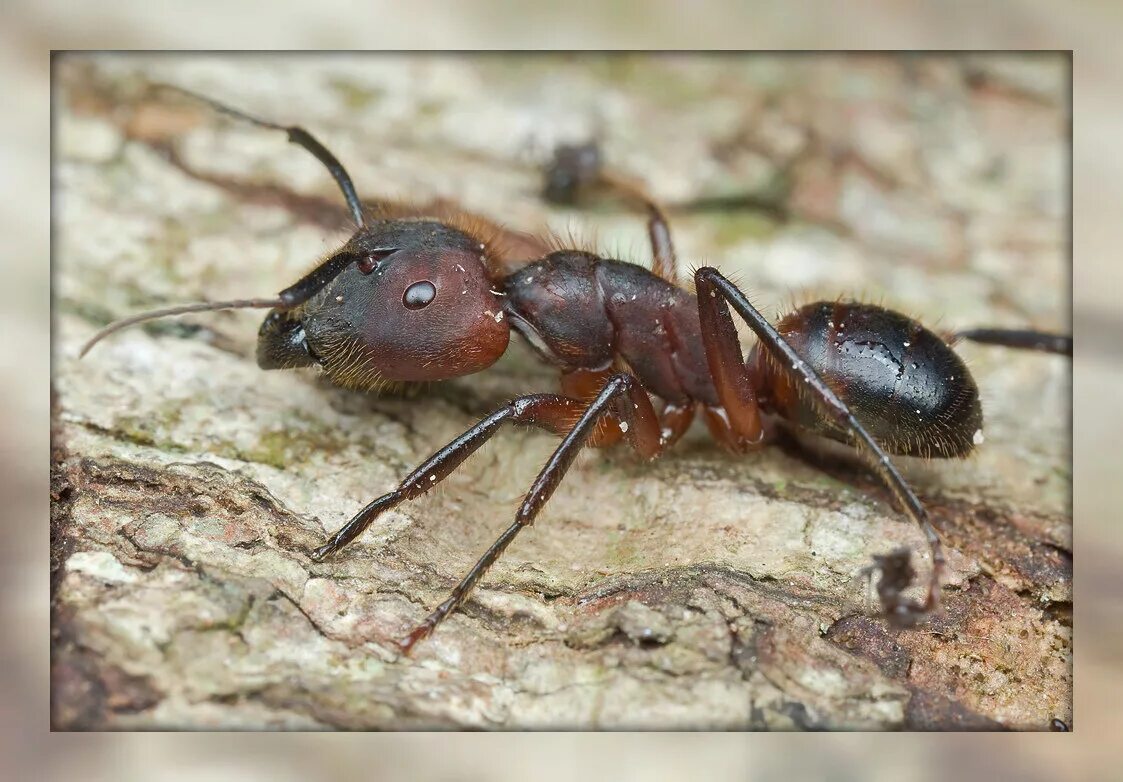 Муравьиный вид. Кампонотус Гигас. Муравей Camponotus Gigas. Самка Camponotus Gigas. Вид муравьёв Camponotus Gigas.