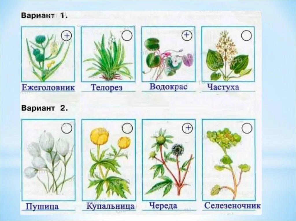 С помощью атласа узнай пресного водоема. Атлас определитель от земли до неба растения пресного водоема. атлас определитель от земли до неба жизнь в пресных водах. растения пресного водоема и влажных мест. атлас-определитель от земли до неба 4 класс растения пресного водоема.