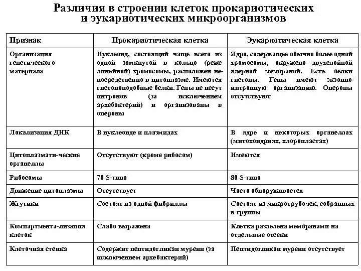 Структурно-функциональная организация прокариотической. Принципы структурной организации прокариотической клетки. Структурная организация эукариотических клеток. Структурная организация эукариот и прокариот. Организация прокариотических клеток