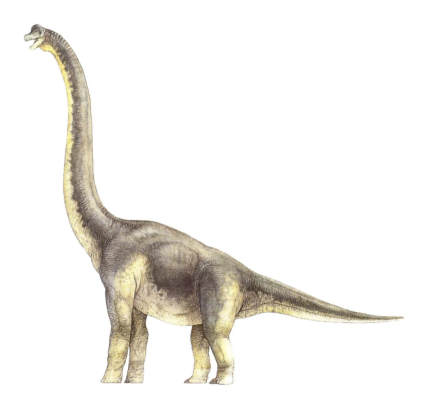 Длинношеий динозавр. Брахиозавр парк Юрского периода. Зауропод и Диплодок. Парк Юрского периода 1993 Брахиозавр. Диплодок Диплодок.