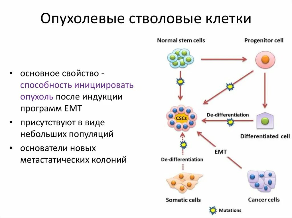 1 стволовые клетки. Стволовые клетки. Стволовая клетка. Стволовые клетки презентация. Стволовые клетки что это такое кратко.