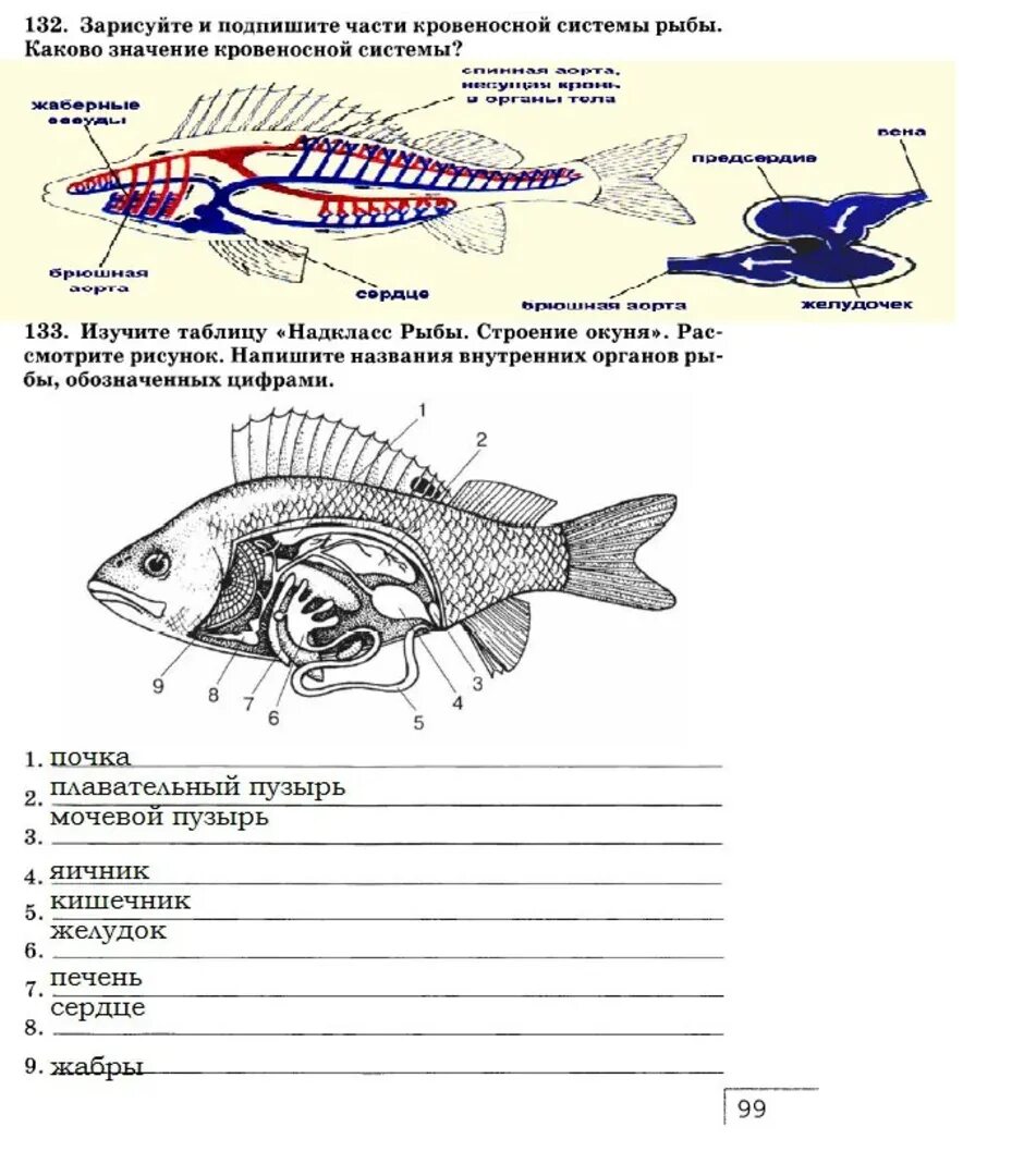 Схема внутреннего строения рыбы 7 класс биология. Внешнее строение рыбы 7 класс биология. Внутреннее строение рыб таблица система органов. Внутреннее строение рыбы биология. Контрольная работа по рыбам 8 класс биология