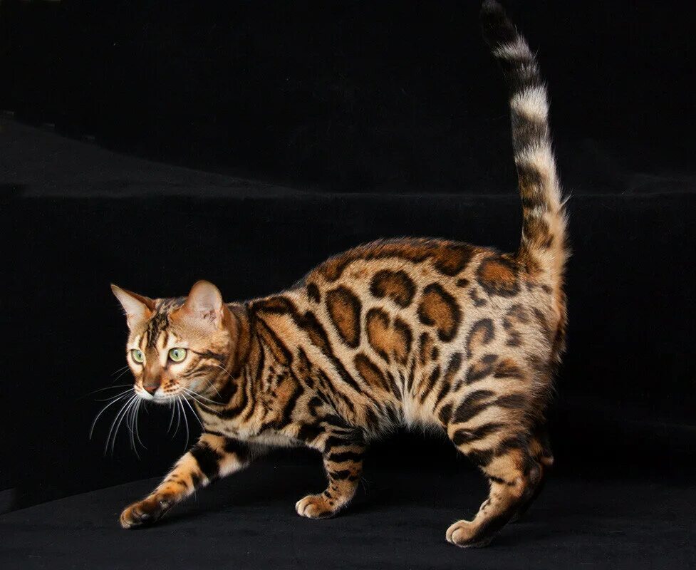Бенгальская порода характер. Бенгальская кошка. Кошки бенгальской породы. Бенгальская короткошерстная бенгал. Бенгальская кошка леопардового окраса.