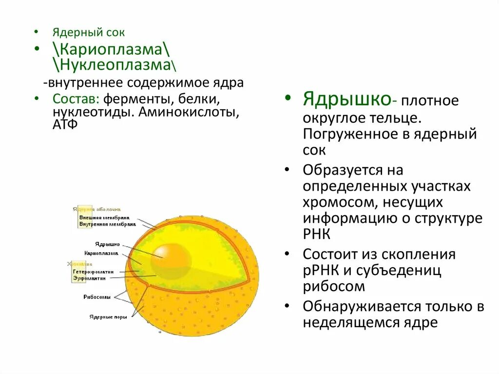 Назовите состав ядра