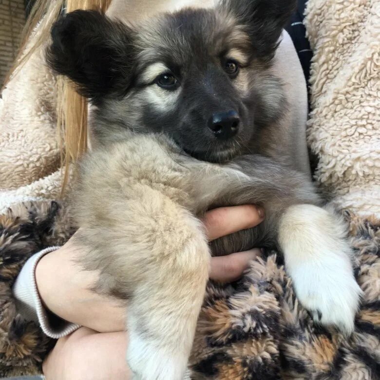 авито барнаул собаки. авито барнаул животные собаки. самоедики щенки барнаул купить. отдам собаку барнаул. авито барнаул животные собаки.