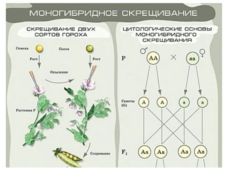 Схема скрещивания 1 закон менделя. Таблица дигибридного скрещивания решетка пеннета. Первый закон менделя схема. Первый закон менделя закон единообразия гибридов первого поколения. 2 закон менделя закон расщепления.